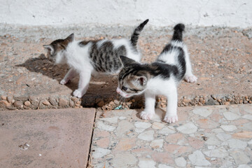 Disoriented kittens wander outside their cottage in the warm sunshine as they search for their mother and meow.