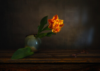 Beautiful tulip on a dark background. Minimalism