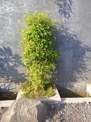 Small Sprouting Plant Growing on Concrete Ledge