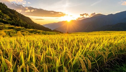 Rice Terraces at Sunset with Mountain View.