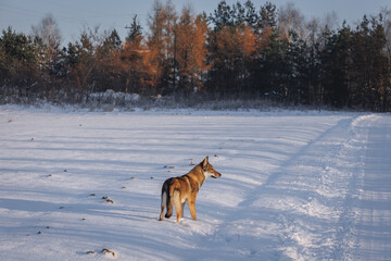 Tamaskan dog on a meadow covered with snow in Poland