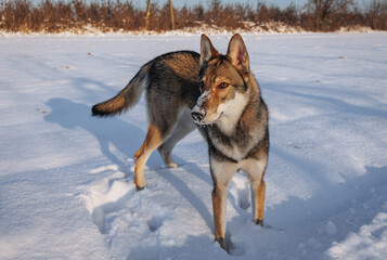 Tamaskan dog on a meadow covered with snow in Poland