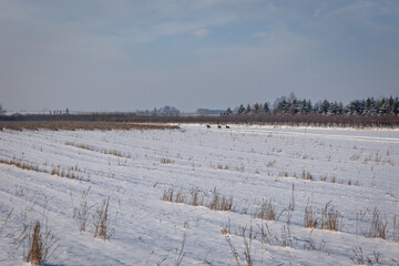 Winter fields covered with snow in Lodzkie Voivodeship of Poland