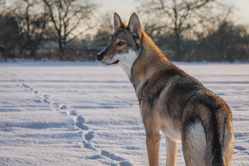 Tamaskan dog on a meadow covered with snow in Poland