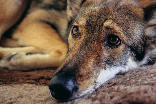 Close up on on a Tamaskan dog laying on a dog bed