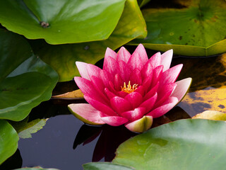 Lily flower with floating leaves