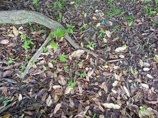 Top Down View of Forest Ground with Roots Leaves