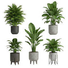 Collection of five potted houseplants isolated on transparent background