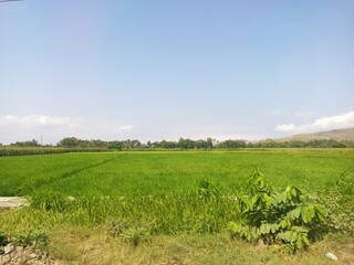 Obraz premium Vast Green Rice Field on a Sunny Day