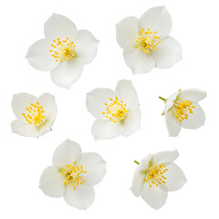 Collection of delicate jasmine blossoms isolated on transparent background