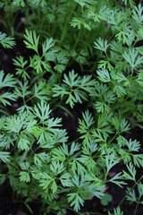 Close-up of young carrot plants growing in the vegetable garden on late springtime