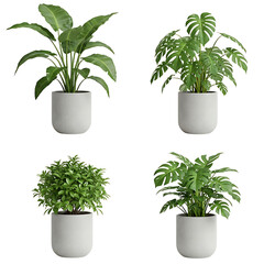 Four potted houseplants in gray pots isolated on transparent background