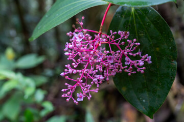 Close up of Borneo floral Melastomataceae Medinilla beamanii Showy Asian Grapes