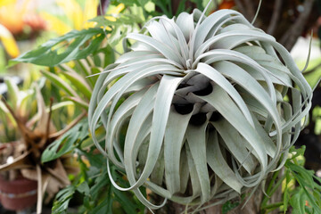 Close Up of air plant Tillandsia Xerographica in the garden