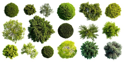 Top view of a vector set collection of green trees for landscape design, isolated on a white background, detailed, high-resolution, professional photograph.