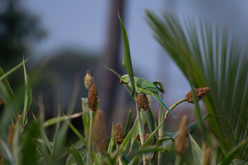 A Vibrant Green parakeet perched on a millet plant, feeding on seeds in natural daylight. Colorful exotic bird amidst lush green leaves with soft blurred background.