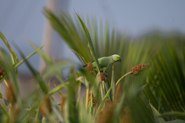 A Vibrant Green parakeet perched on a millet plant, feeding on seeds in natural daylight. Colorful...