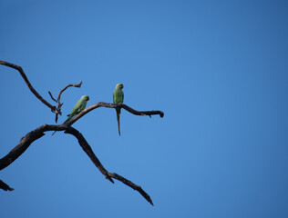  Two vibrant Rose ringed parakeets  perched on a weathered  tree branch, with soft blurred background. Colorful parrot with red beak and vibrant feathers in natural habitat.