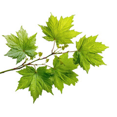 Maple leaves on a branch on transparent background