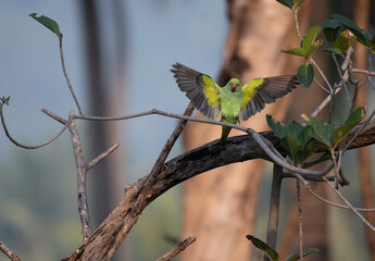 A vibrant Rose ringed parakeet in mid flight and try to perch on a weathered  tree branch, with soft blurred background. Colorful parrot with red beak and vibrant feathers in natural habitat.