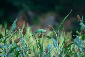 A Vibrant Green parakeet perched on a millet plant, feeding on seeds in natural daylight. Colorful...