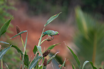 A Vibrant Green parakeet perched on a millet plant, feeding on seeds in natural daylight. Colorful exotic bird amidst lush green leaves with soft blurred background.