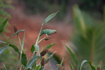 A Vibrant Green parakeet perched on a millet plant, feeding on seeds in natural daylight. Colorful exotic bird amidst lush green leaves with soft blurred background.