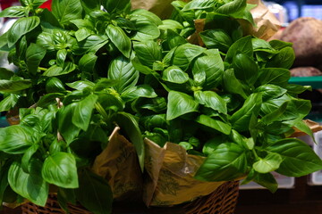 Fresh basil aromatic culinary herb with green leaves for sale at supermarket