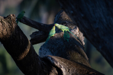 Pair of rose ringed parakeets interacting near a tree hollow, with vibrant plumage and red beaks....