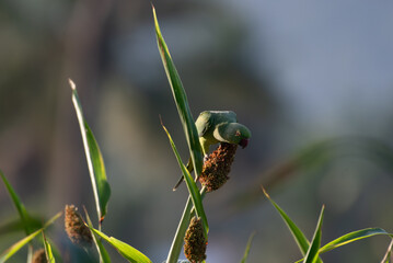 A Vibrant Green parakeet perched on a millet plant, feeding on seeds in natural daylight. Colorful exotic bird amidst lush green leaves with soft blurred background.