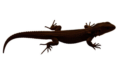Isolated Brown Lizard
