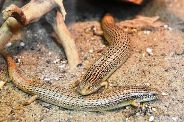 lizard on the stone