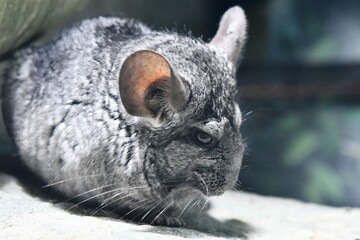 gray cat on a wooden background