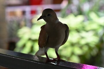 pigeon on a fence