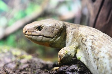 lizard in the grass