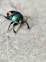 Naklejka premium Iridescent scarab beetle with mites on a concrete surface, macro close-up