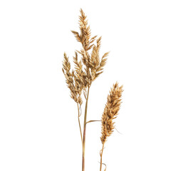 Close-up of dried pampas grass stalks.  Light beige/tan colored seed heads cluster at the top,  thin stems rise vertically.  Isolated on a black background