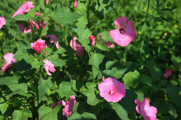 Royal Mallow “Silver cup” plants with many beautiful pink flowers. Lavatera trimestris on a sunny day