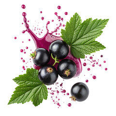 Blackcurrants with leaves and juice splash isolated on transparent background