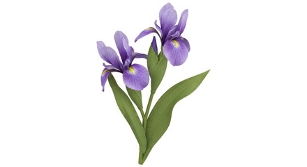 Isolated purple iris flower