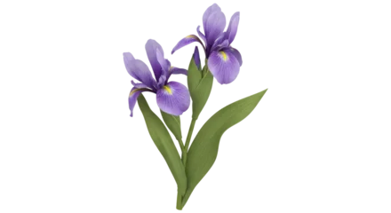 Fotobehang Iris Isolated purple iris flower  © Stefan