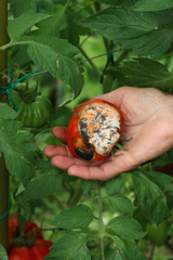 Close-up of woman’s hand holding red round tomato with late blight disease in the vegetable garden. Phytophthora infestans