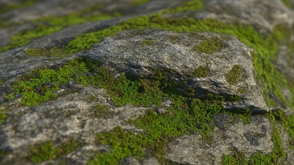 Mossy Stone Surface &mdash; Nature Green Texture