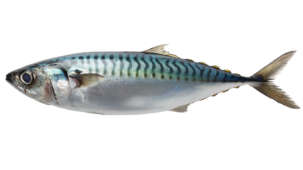 A close-up shot of a mackerel isolated. Showcasing the beautiful and intricate details of the fish's body, the image captures the essence of marine life