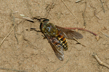 Pferdebremse (Tabanus sudeticus)	