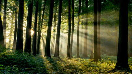 Obraz premium Enchanting forest scene with warm sun rays piercing through tall trees and illuminating the misty undergrowth, ideal for nature and tranquility themes