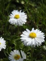 Fototapeta premium daisies