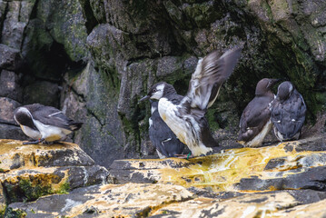 Group of common murre birds on a rock