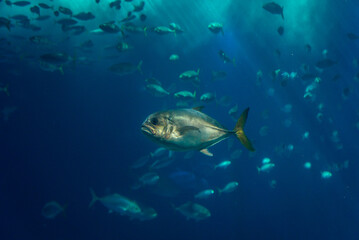 Horse-eye jack fish swimming in the water