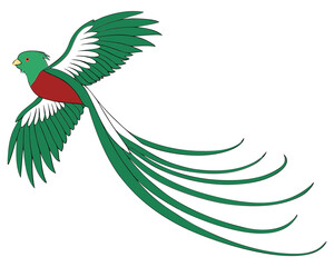 Quetzal bird